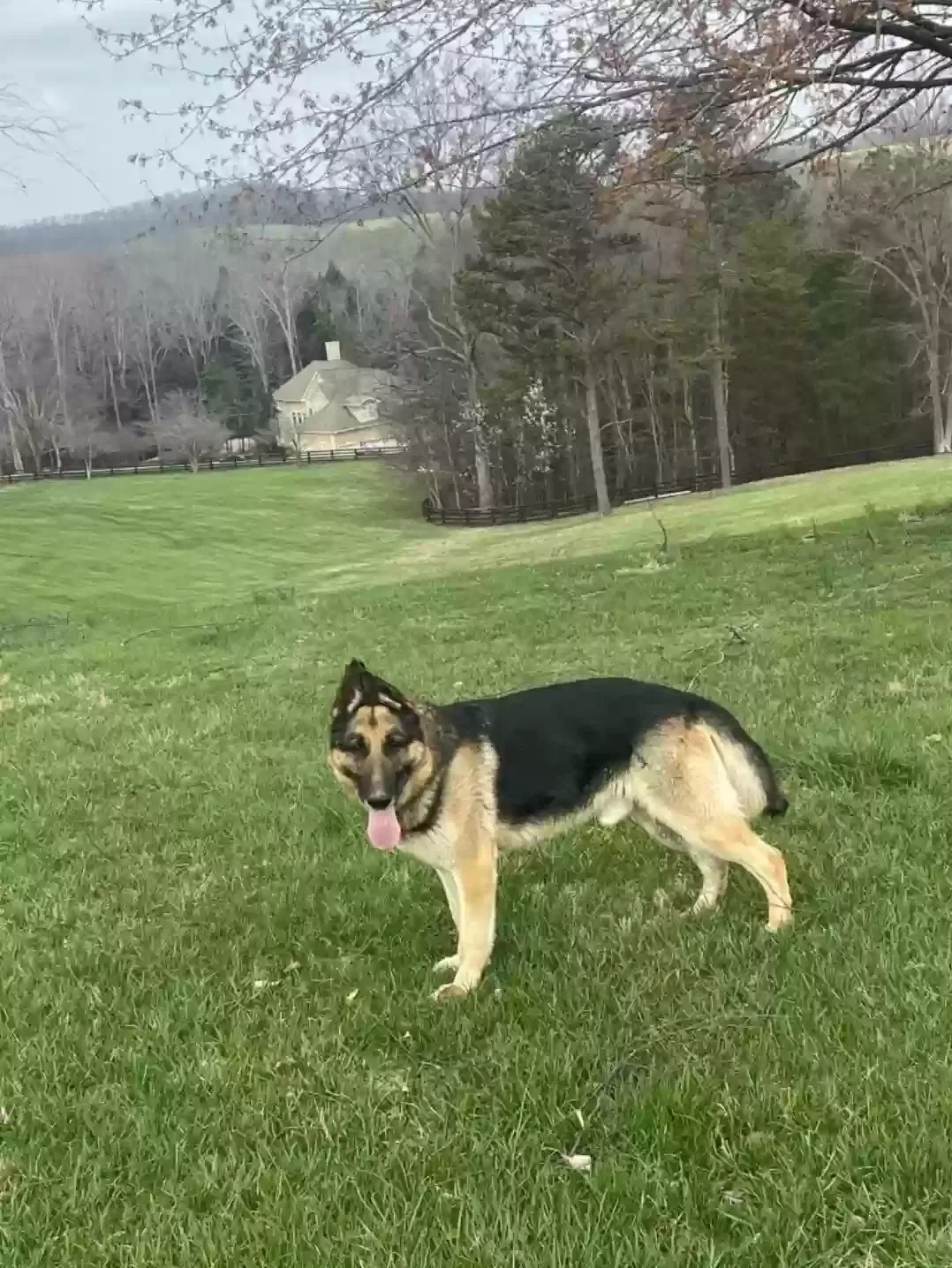 Lost dog in West Chester, OH, 45069