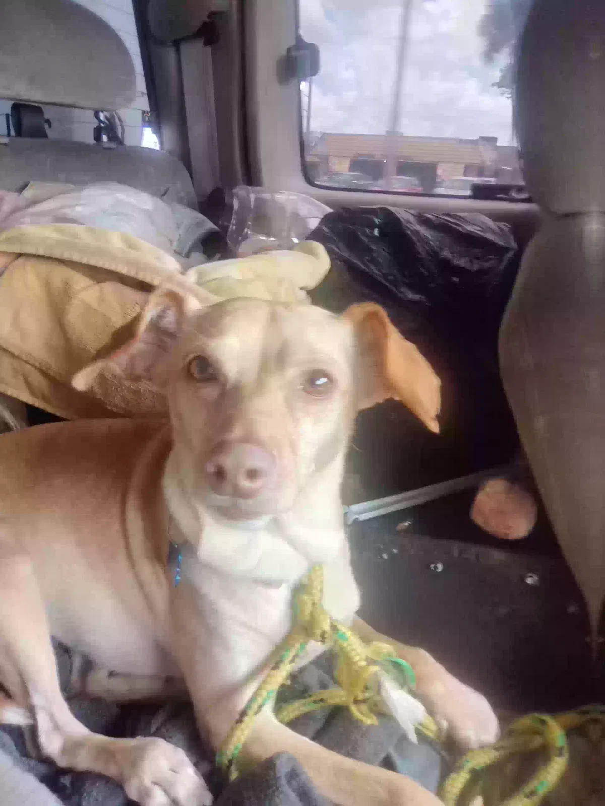 Lost dog in Lehigh Acres, FL, 33971