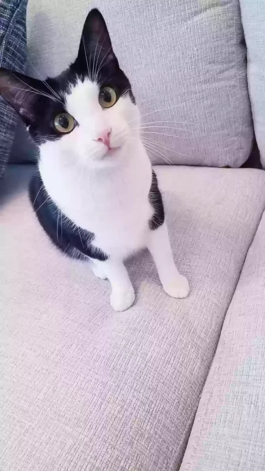 Lost cat in Cypress, TX, 77433