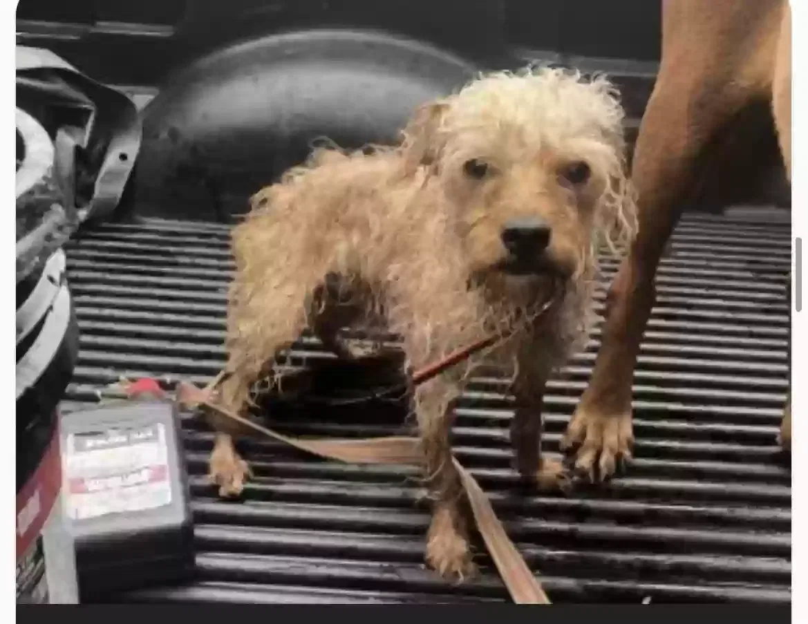 Lost dog in North Little Rock, AR, 72118