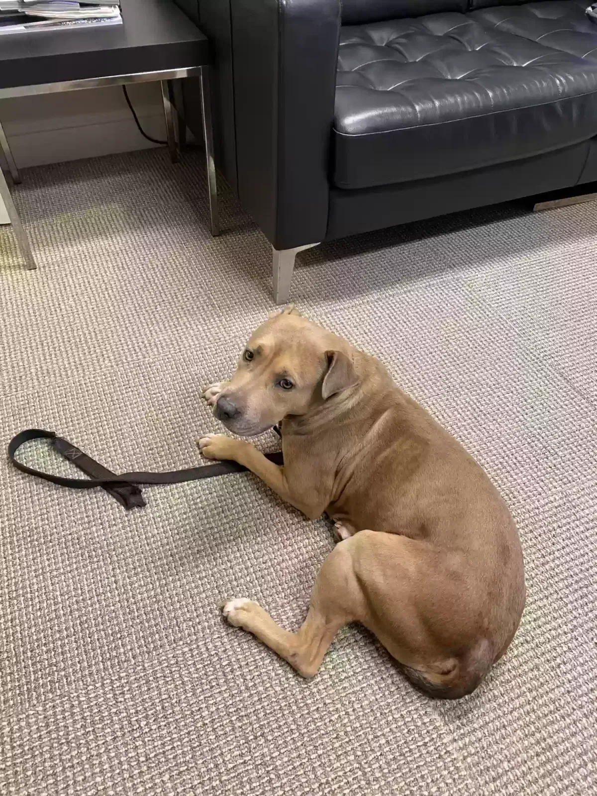 Found dog in Roswell, GA, 30076