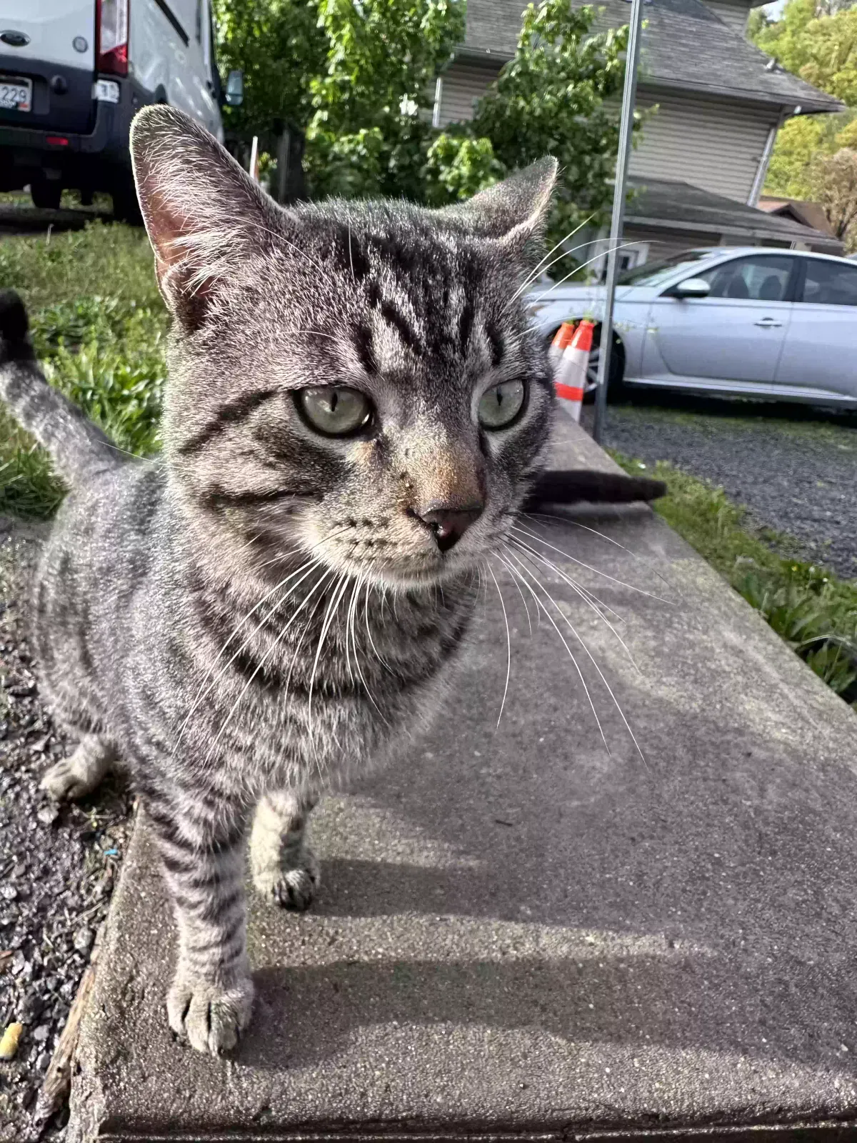 Found cat in Morgantown, WV, 26501