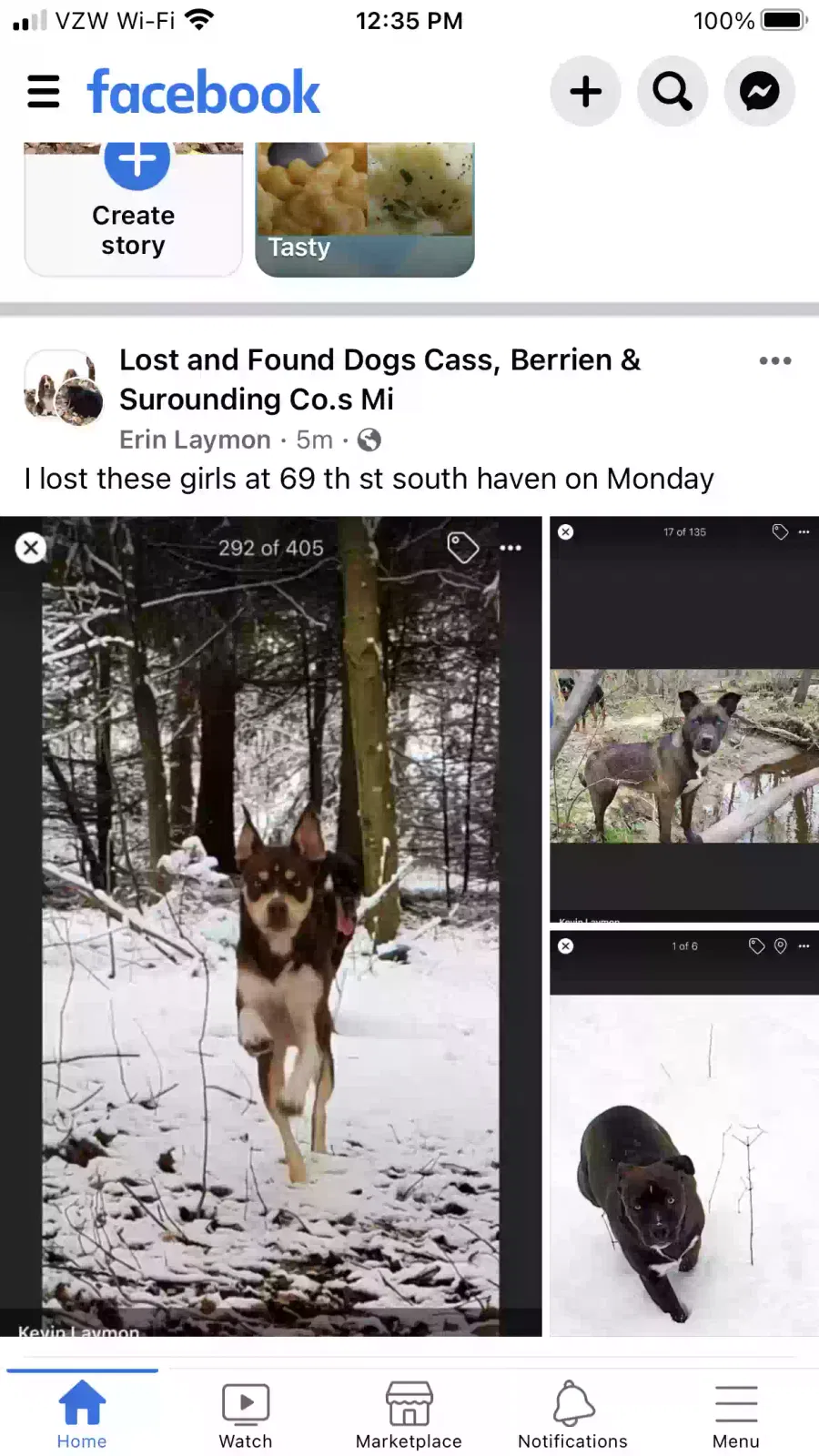 Lost dog in South Haven, MI, 49090