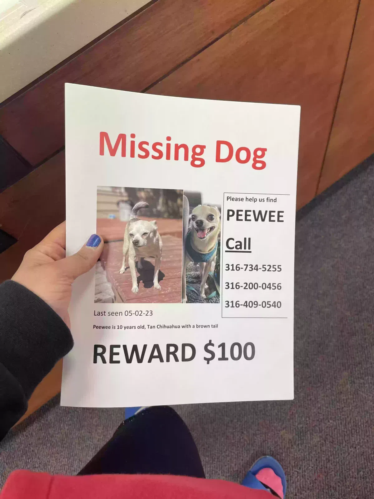 Lost dog in Wichita, KS, 67213