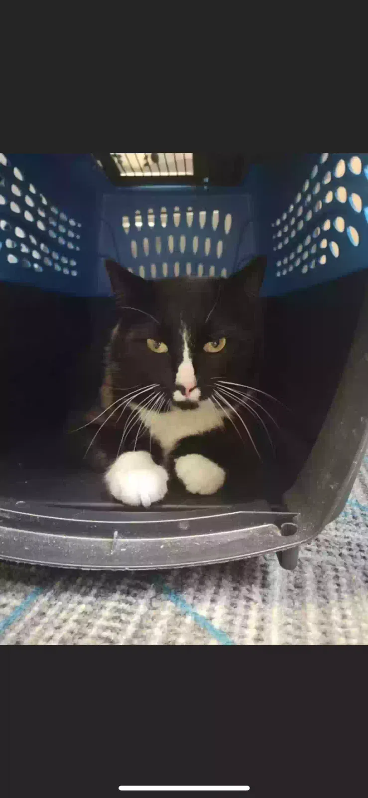 Found cat in Oxford, OH, 45056