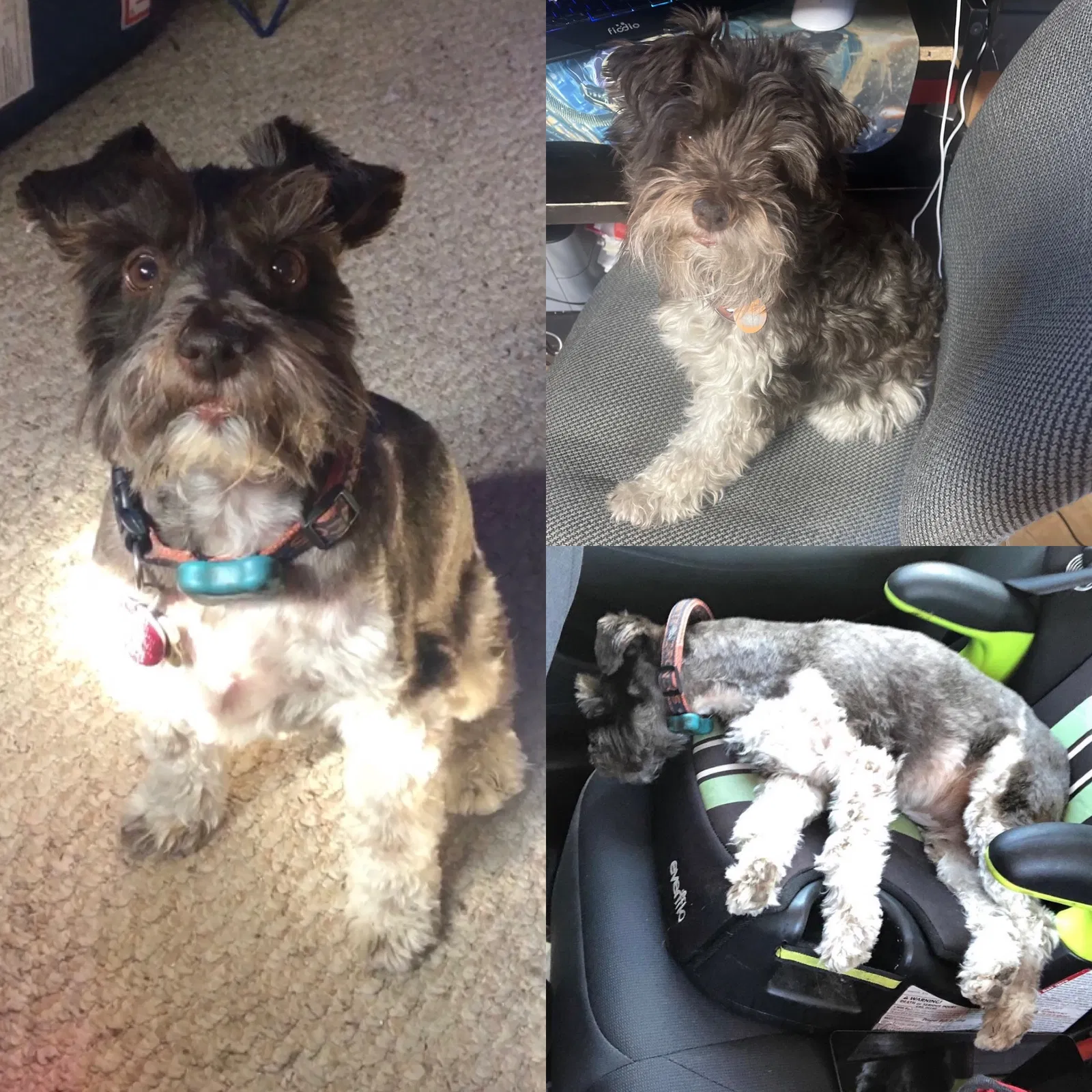 Lost dog in Fountain, CO, 80817