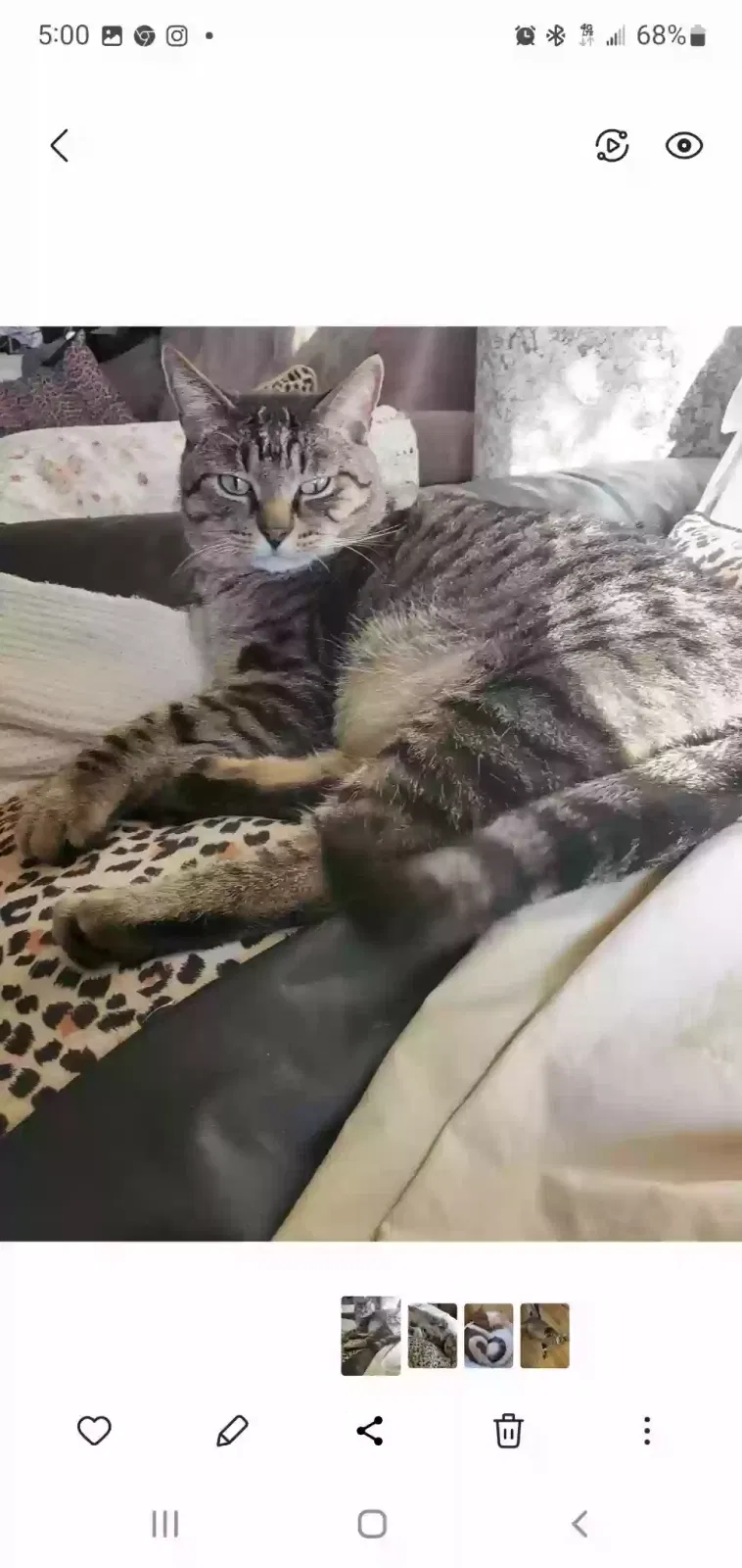 Lost cat in Edison, NJ, 8817