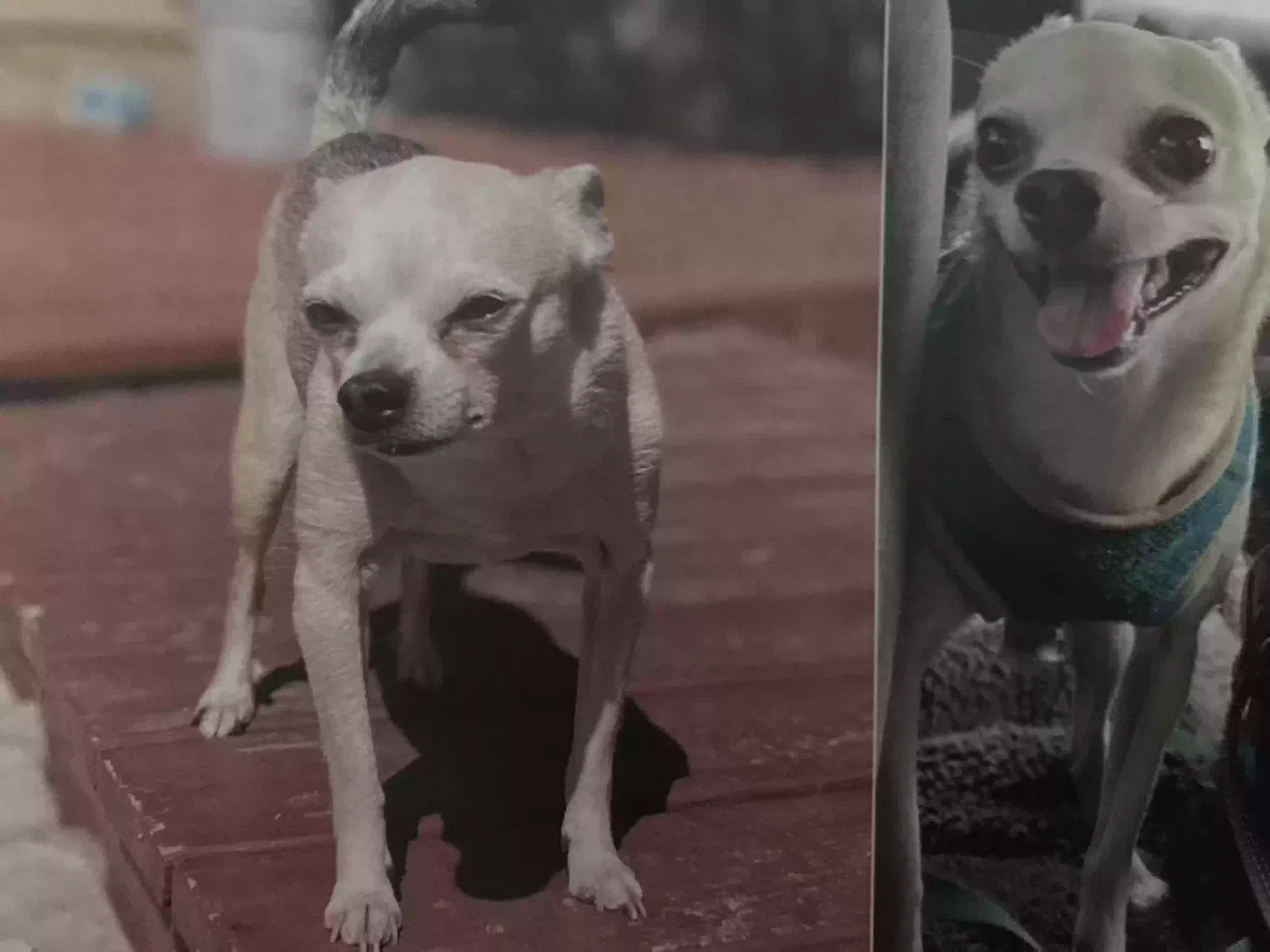 Lost dog in Wichita, KS, 67213