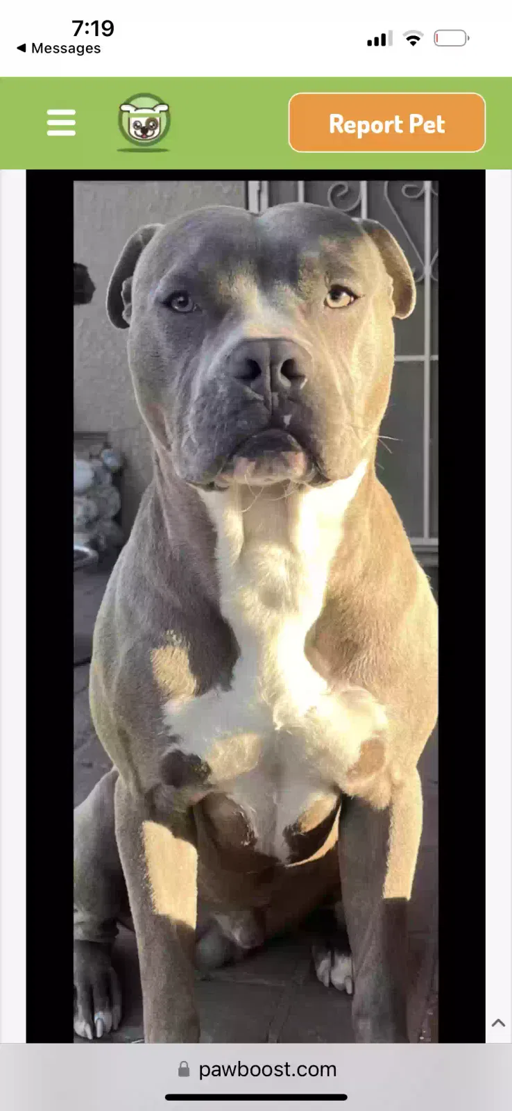 Lost dog in Fresno, CA, 93702
