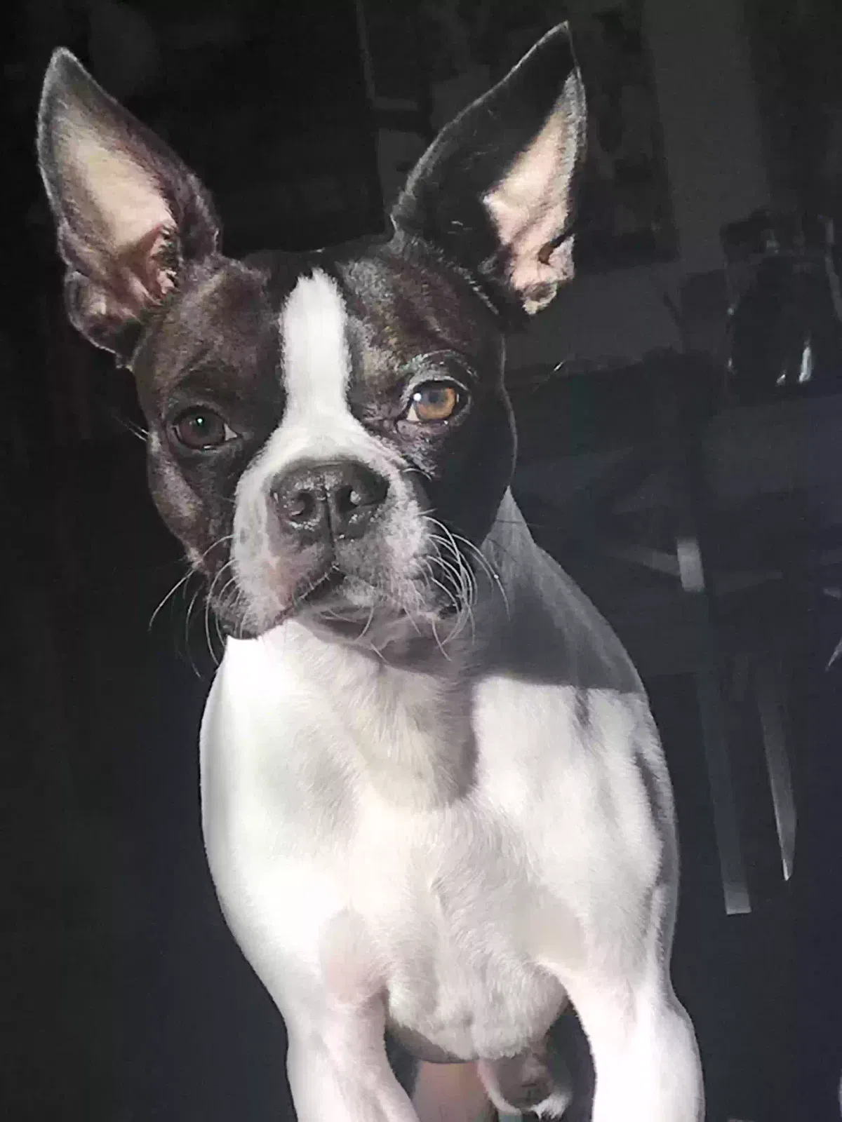Lost dog in Spokane, WA, 99212
