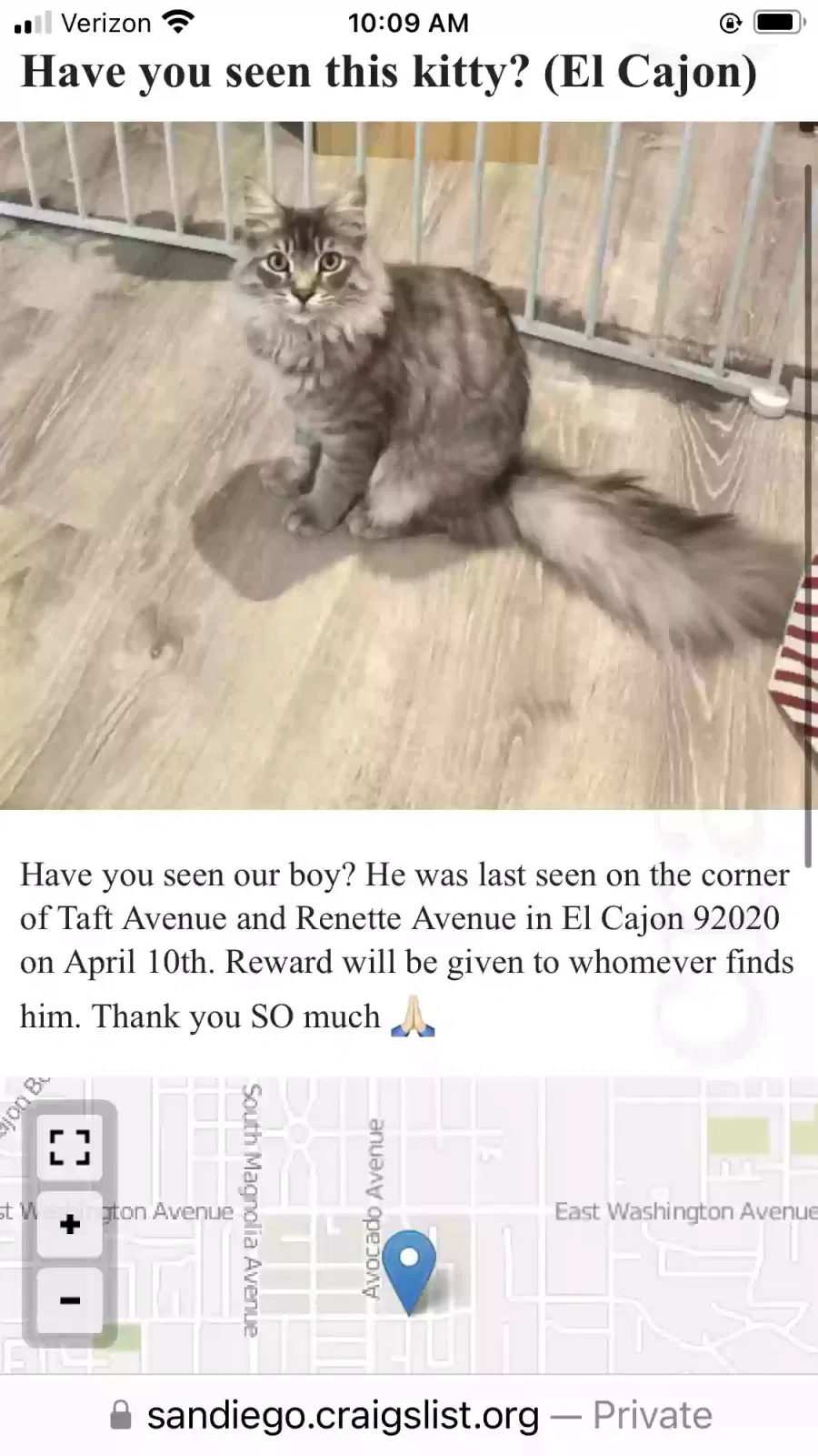 Lost cat in El Cajon, CA, 92020