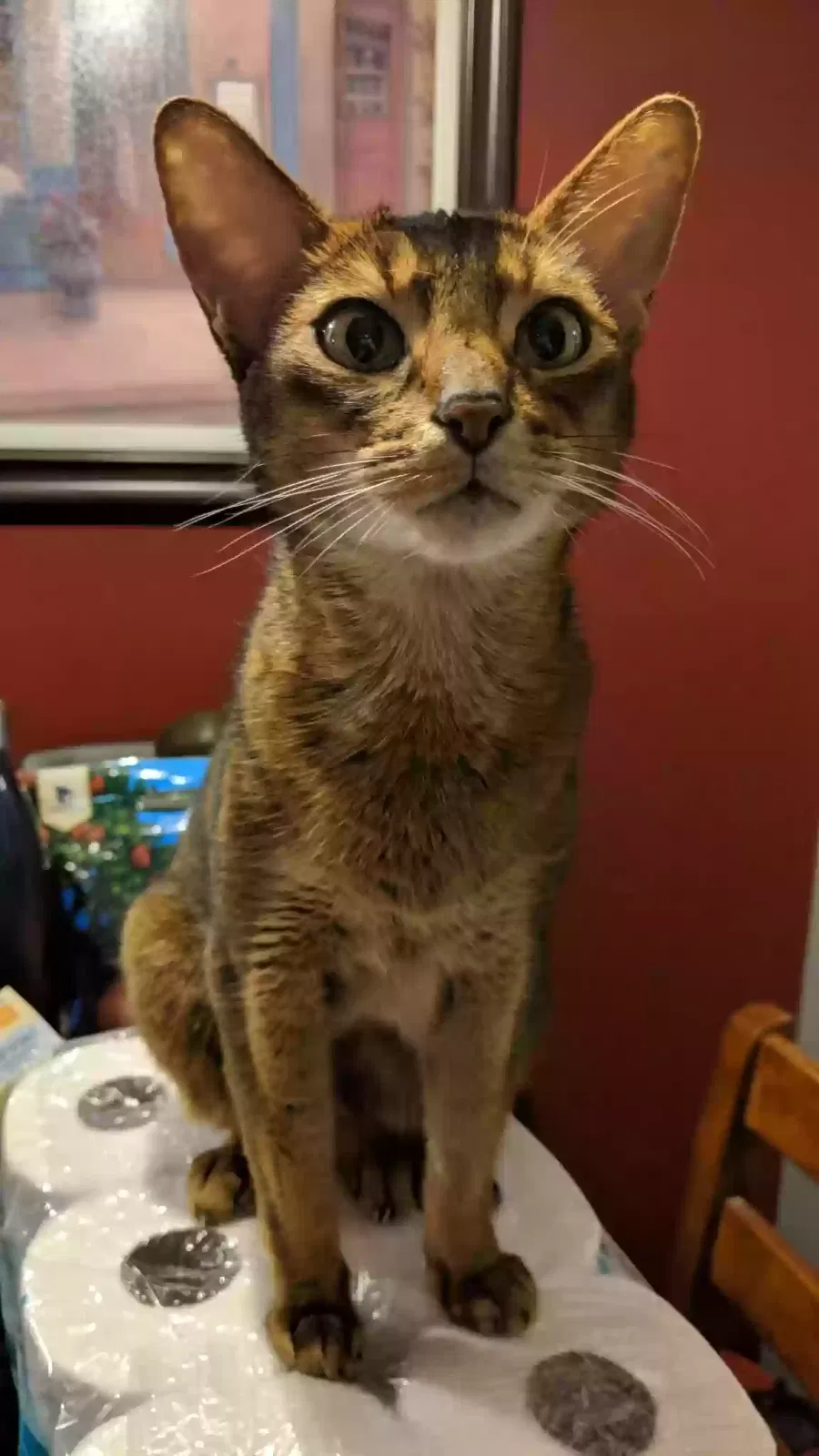 Lost cat in Orlando, FL, 32817