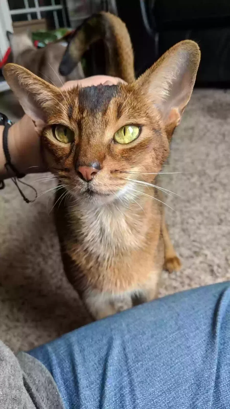 Lost cat in Orlando, FL, 32817
