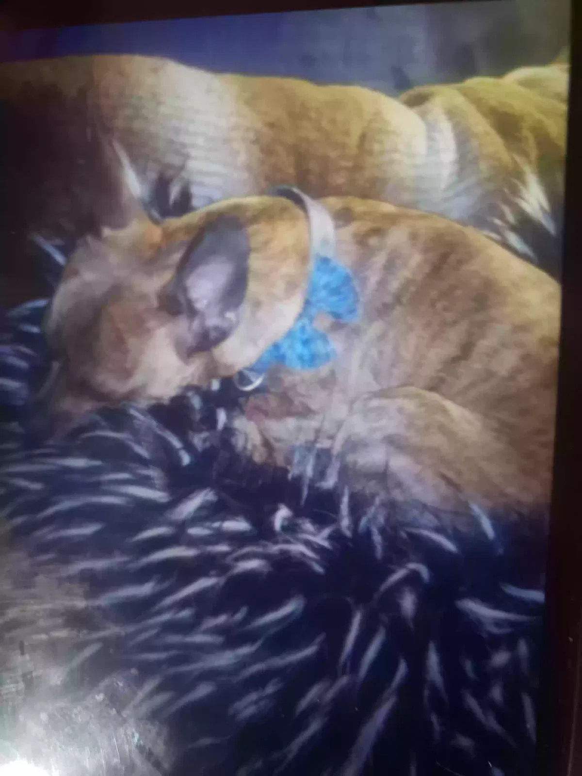 Lost dog in Pueblo, CO, 81001