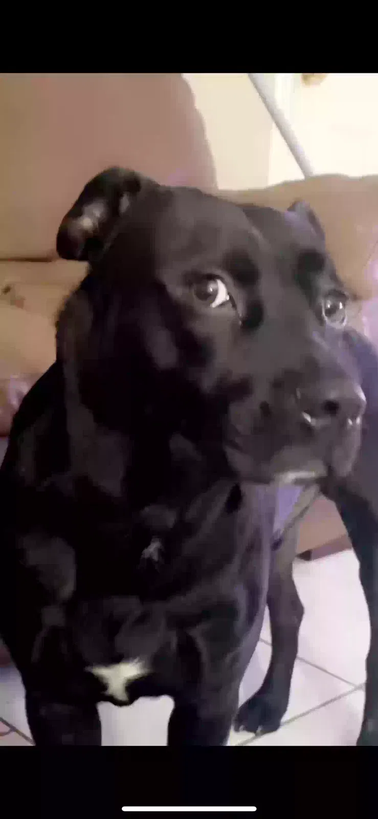 Lost dog in Newberry, FL, 32669