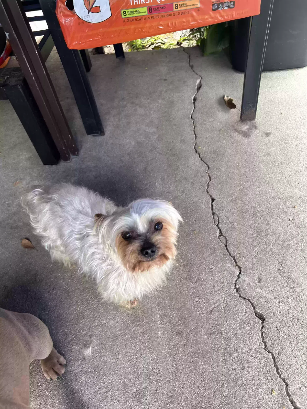 Lost dog in Los Angeles, CA, 90022