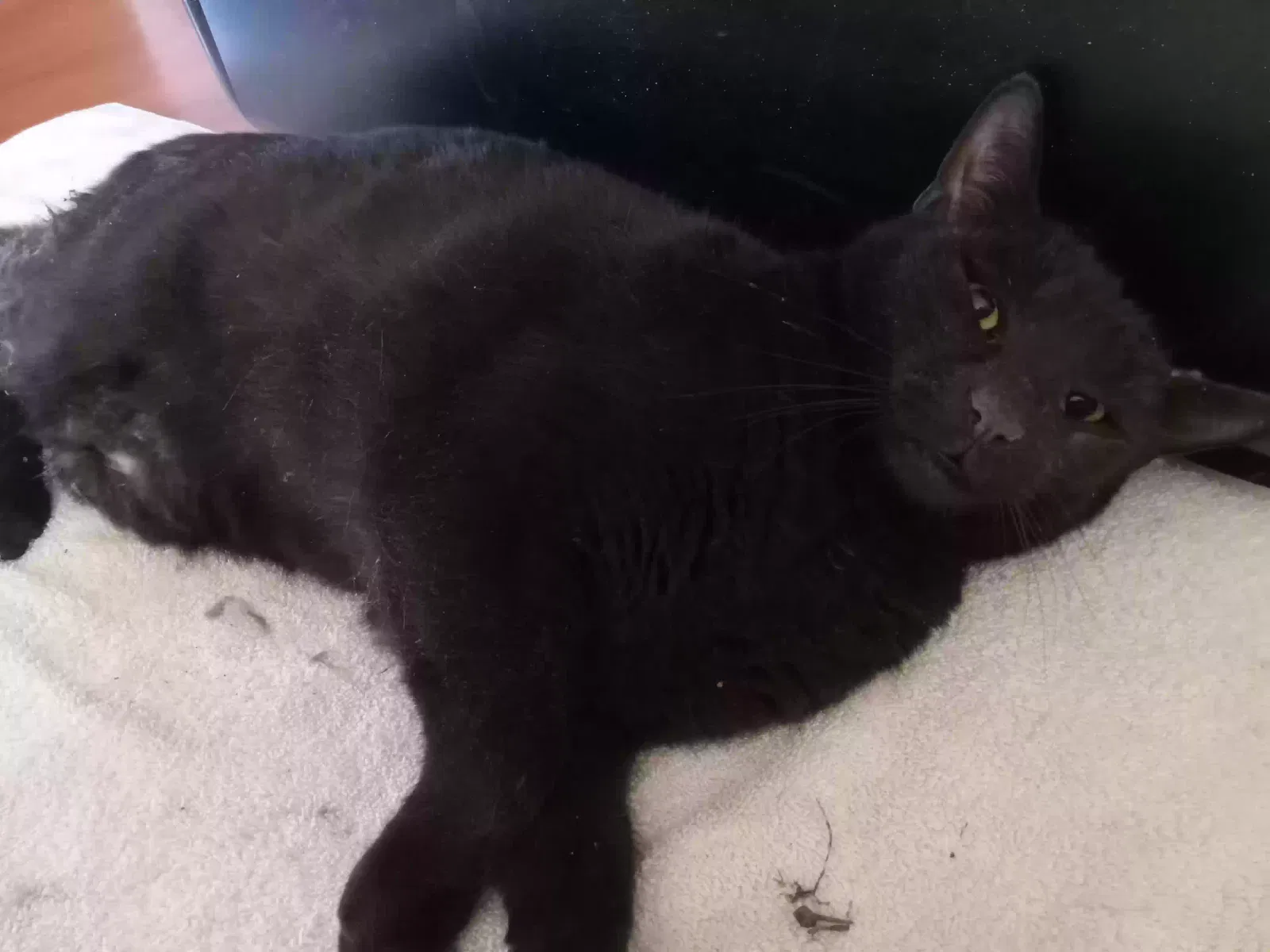 Found cat in Manhattan, MT, 59741