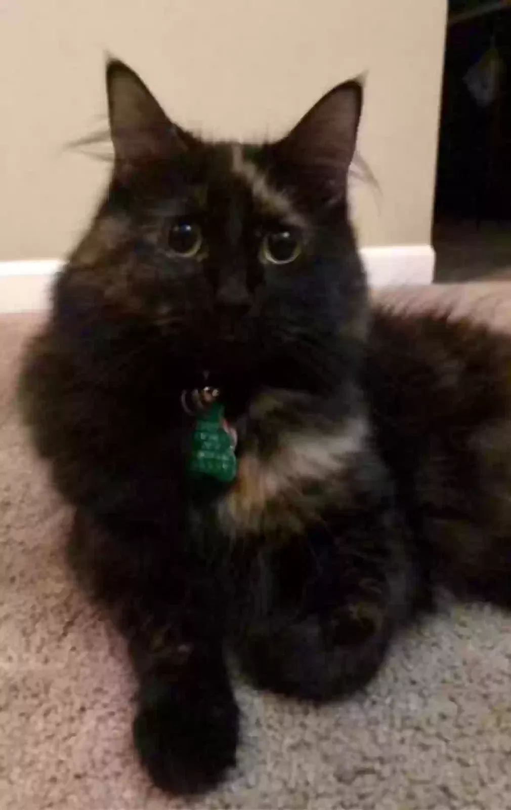 Lost cat in New Haven, CT, 6511
