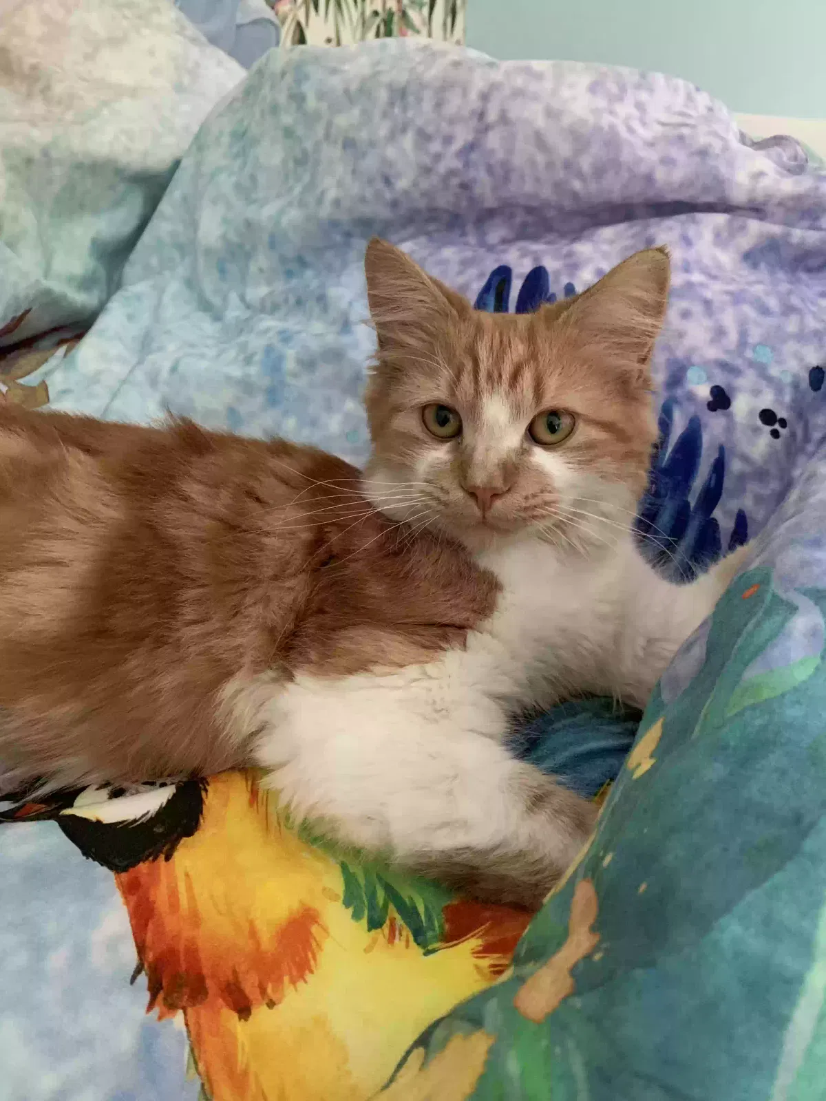 Lost cat in La Jolla, CA, 92037