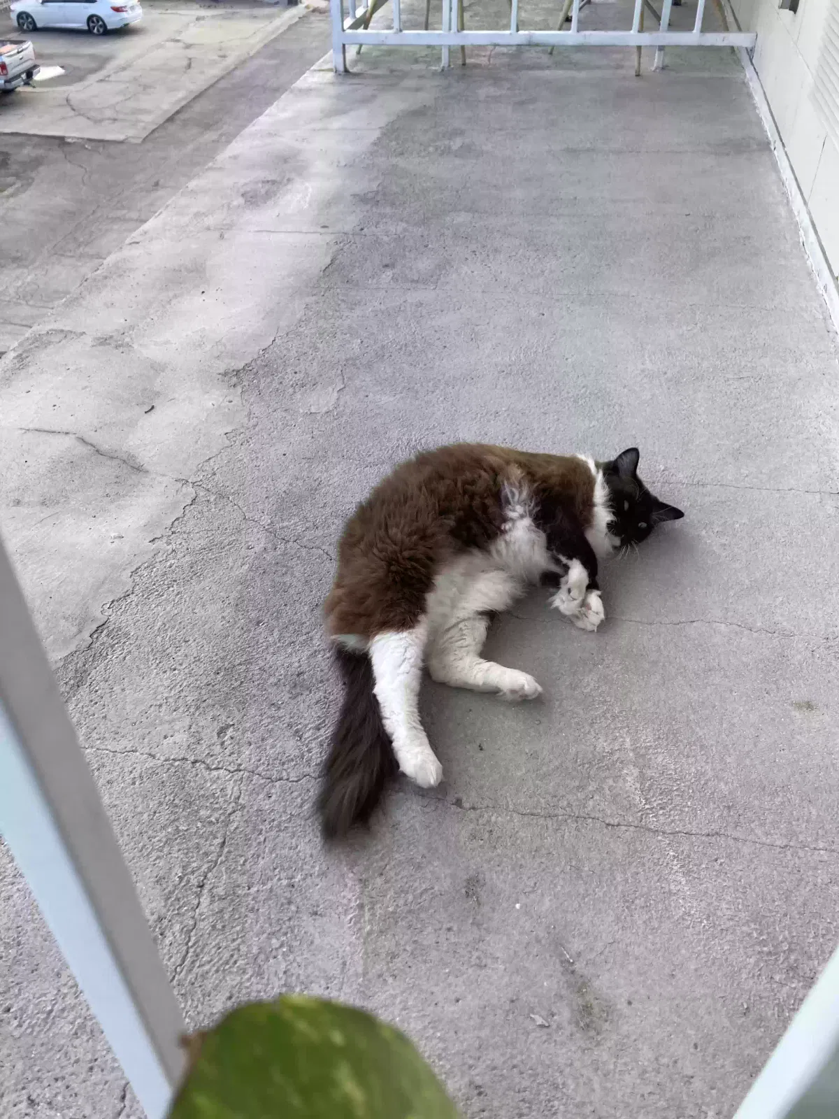 Lost cat in Clute, TX, 77531