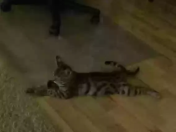 Lost cat in Vancouver, WA, 98682
