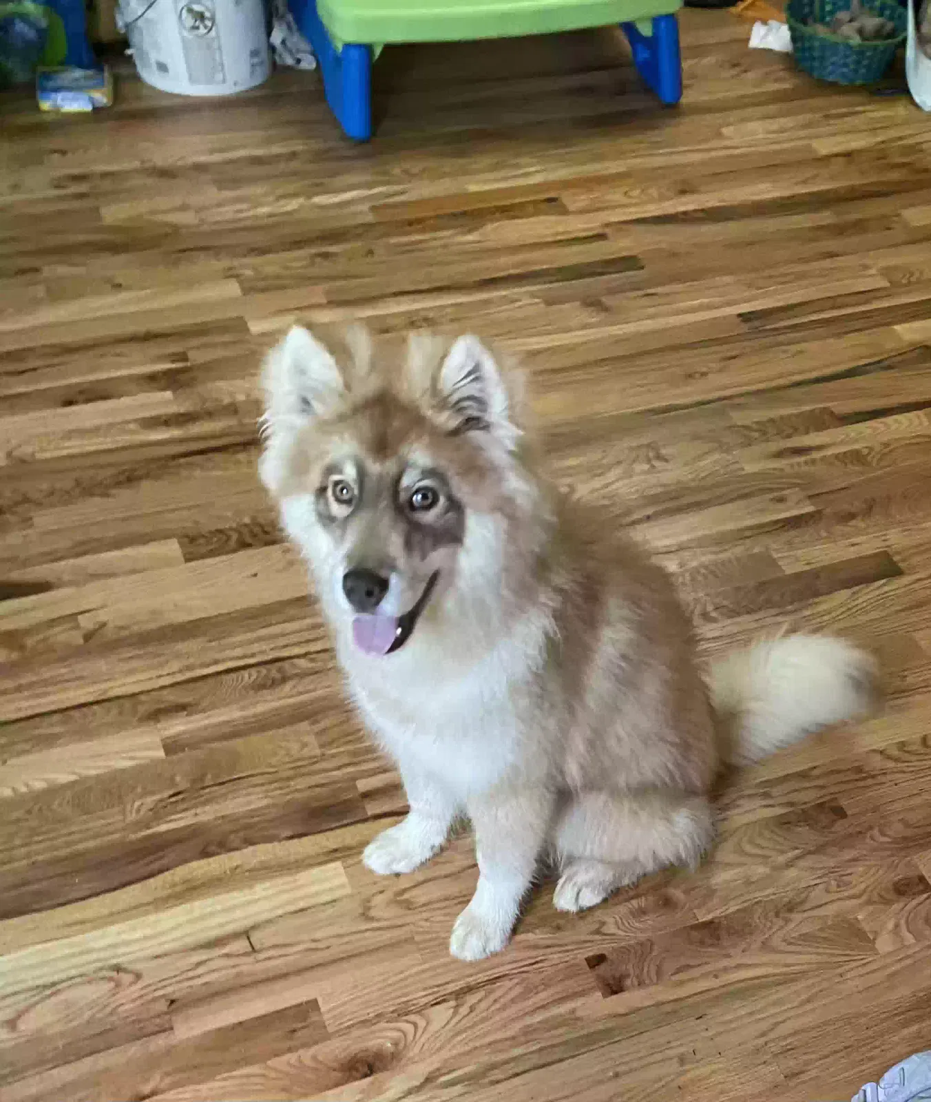 Lost dog in Forest Park, GA, 30297