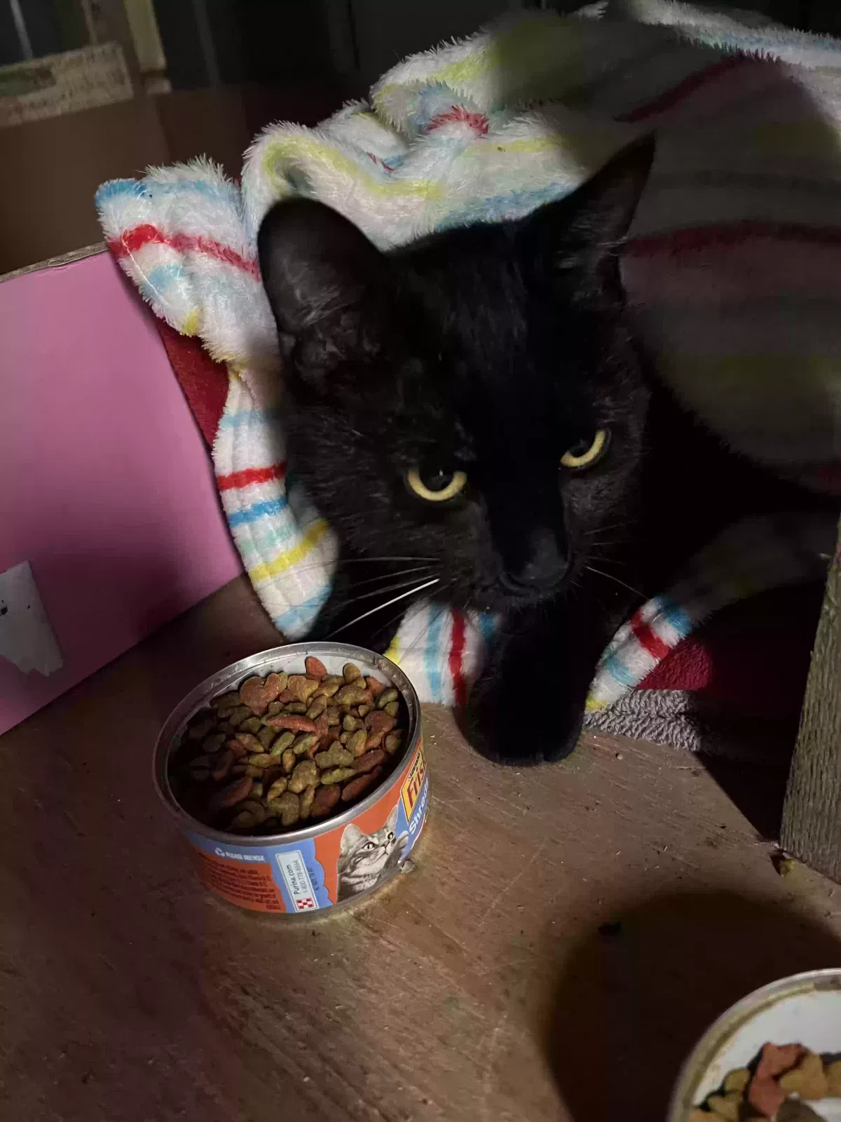 Lost cat in Belton, MO, 64012