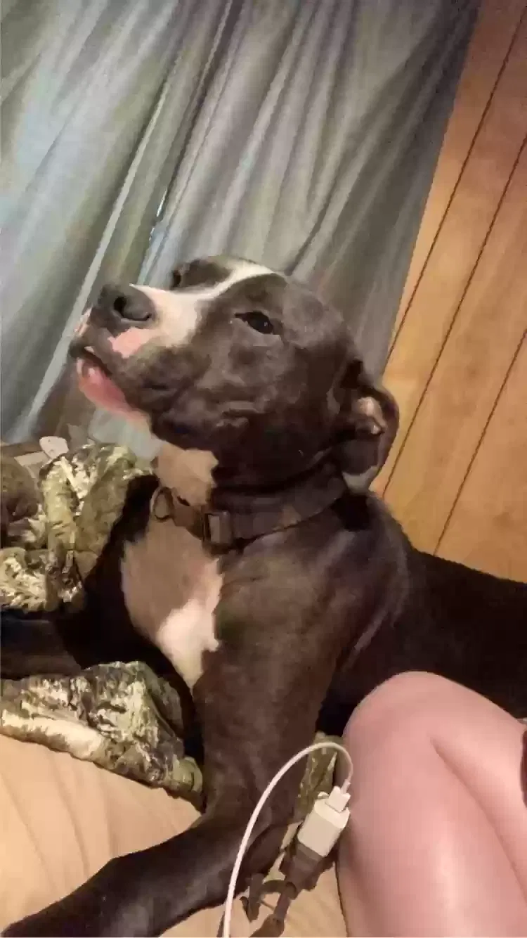 Lost dog in Buford, GA, 30518