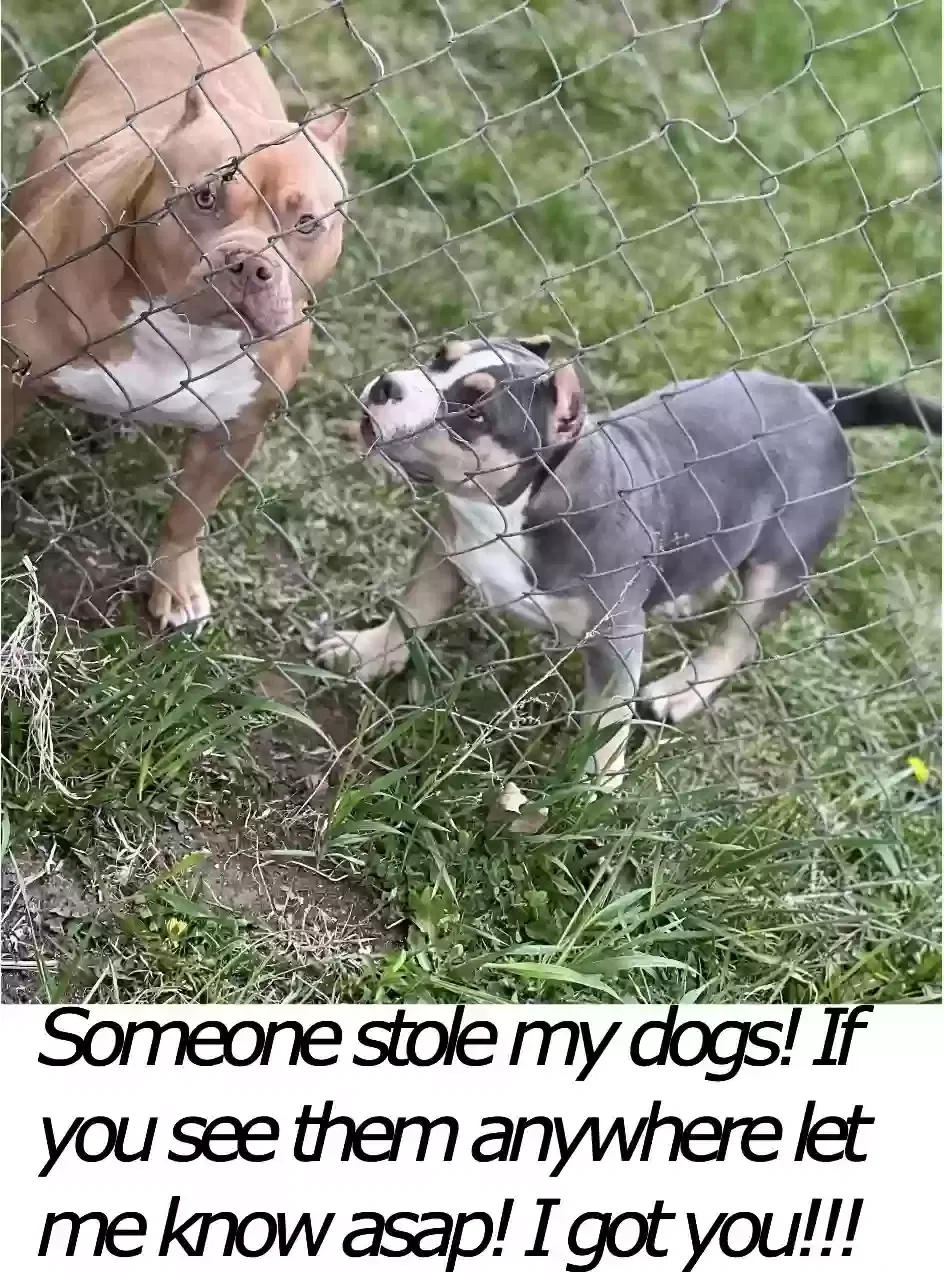 Lost dog in Rockford, IL, 61101