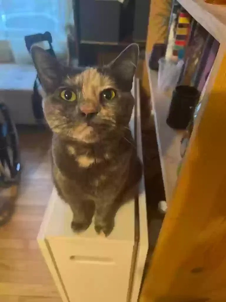 Lost cat in Saint Paul, MN, 55104