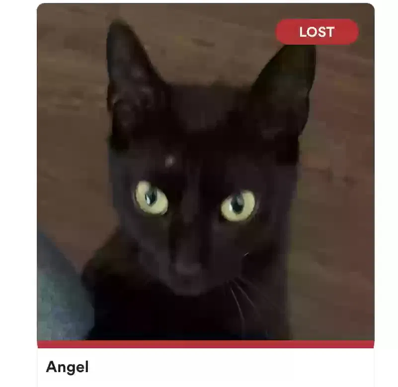Lost cat in Pompano Beach, FL, 33064