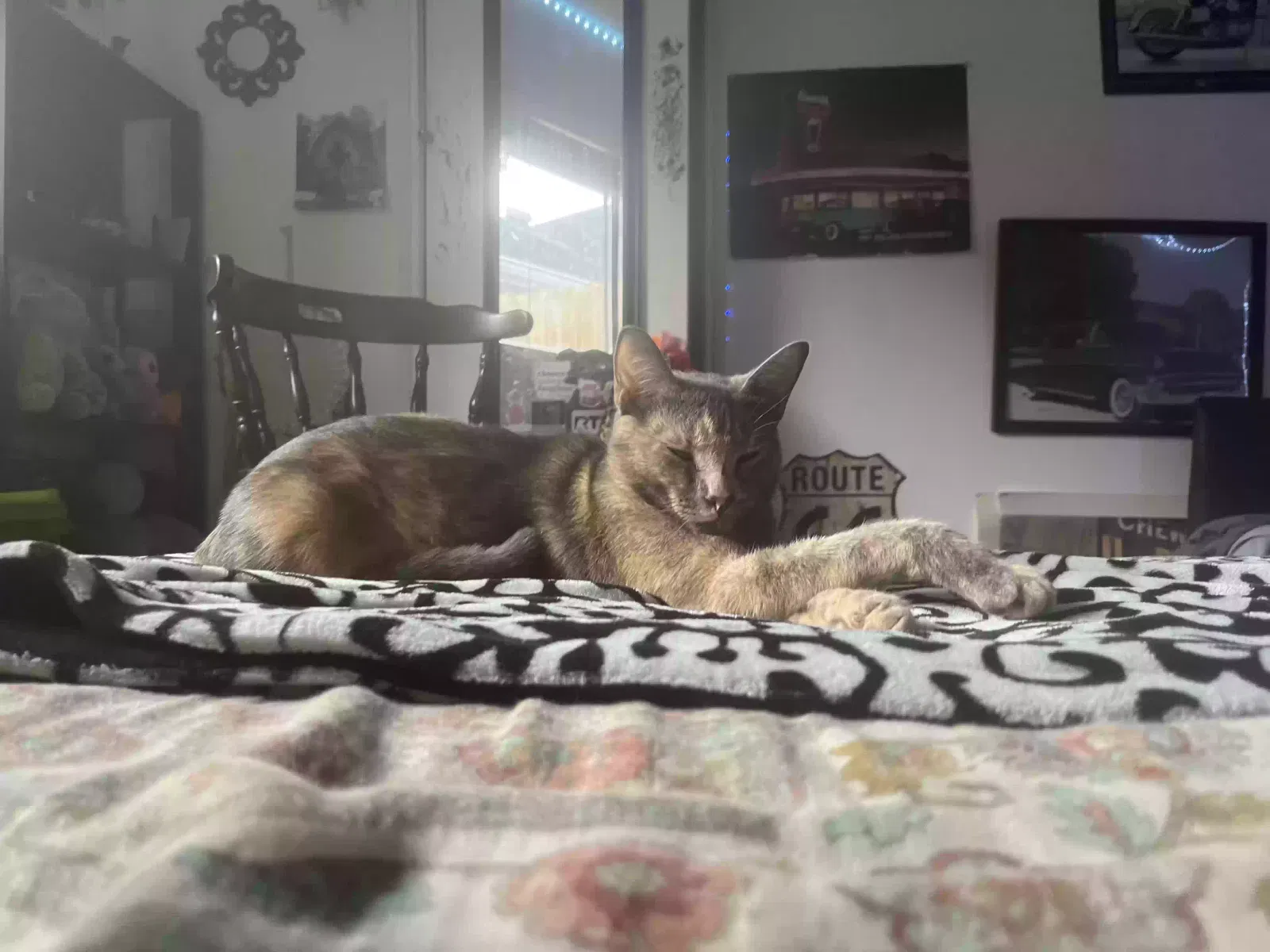Lost cat in Pearland, TX, 77581