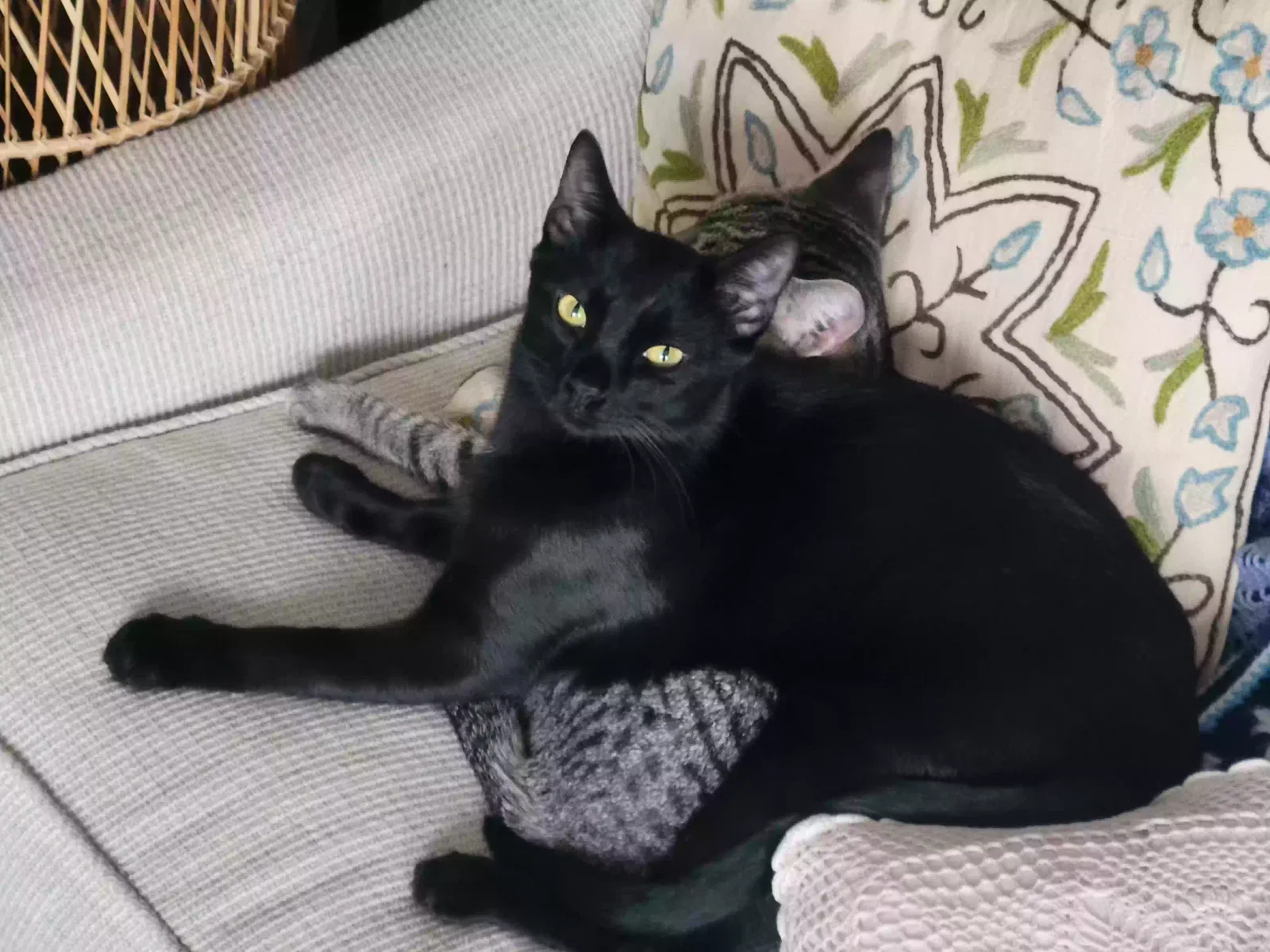 Lost cat in San Marcos, TX, 78666