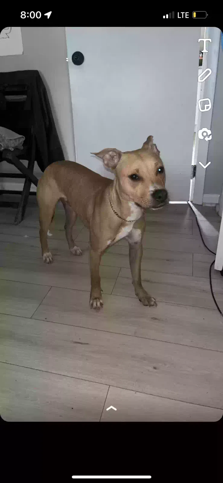 Lost dog in Knoxville, TN, 37920