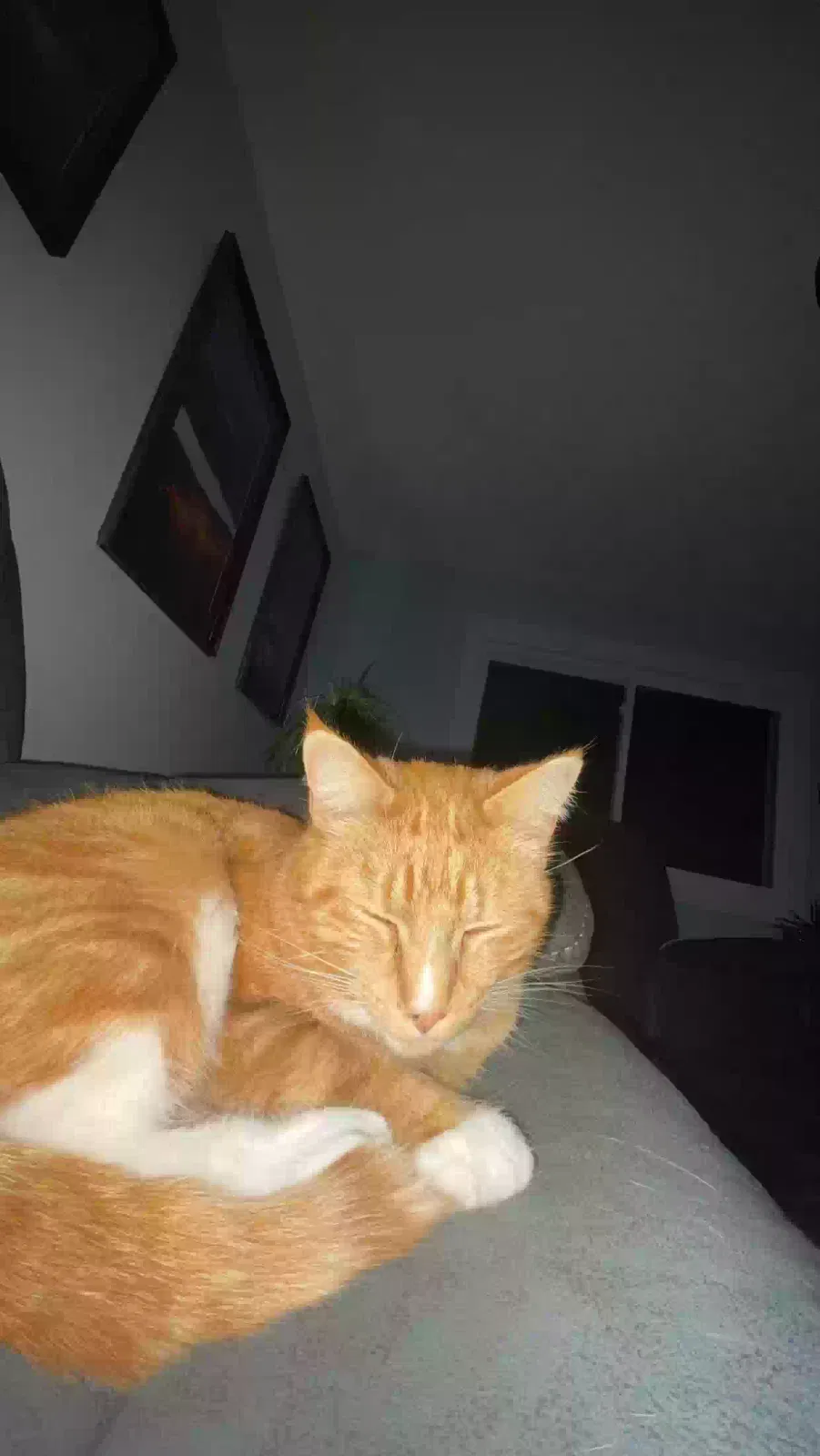 Lost cat in Perrysburg, OH, 43551