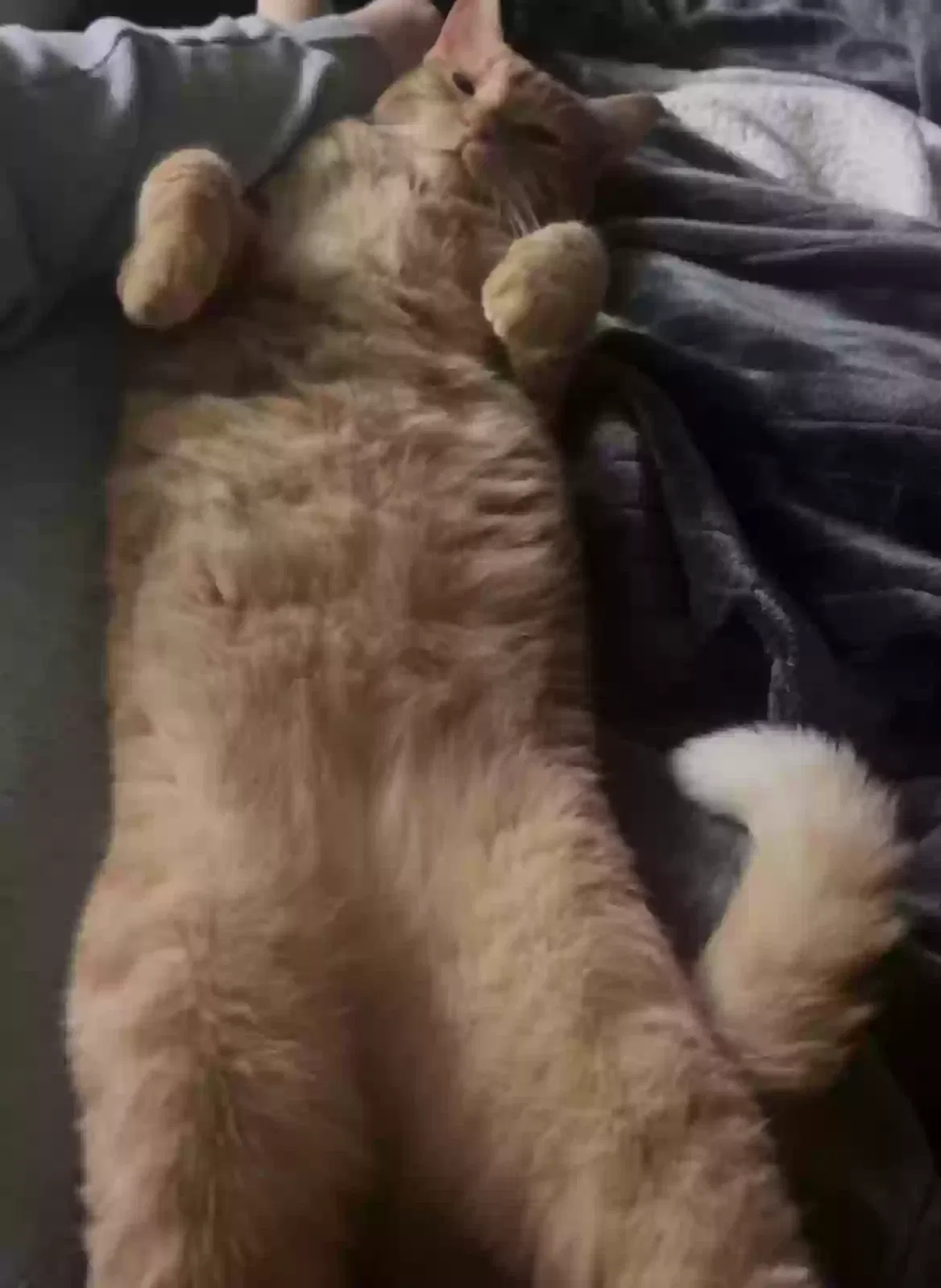 Lost cat in Orlando, FL, 32820