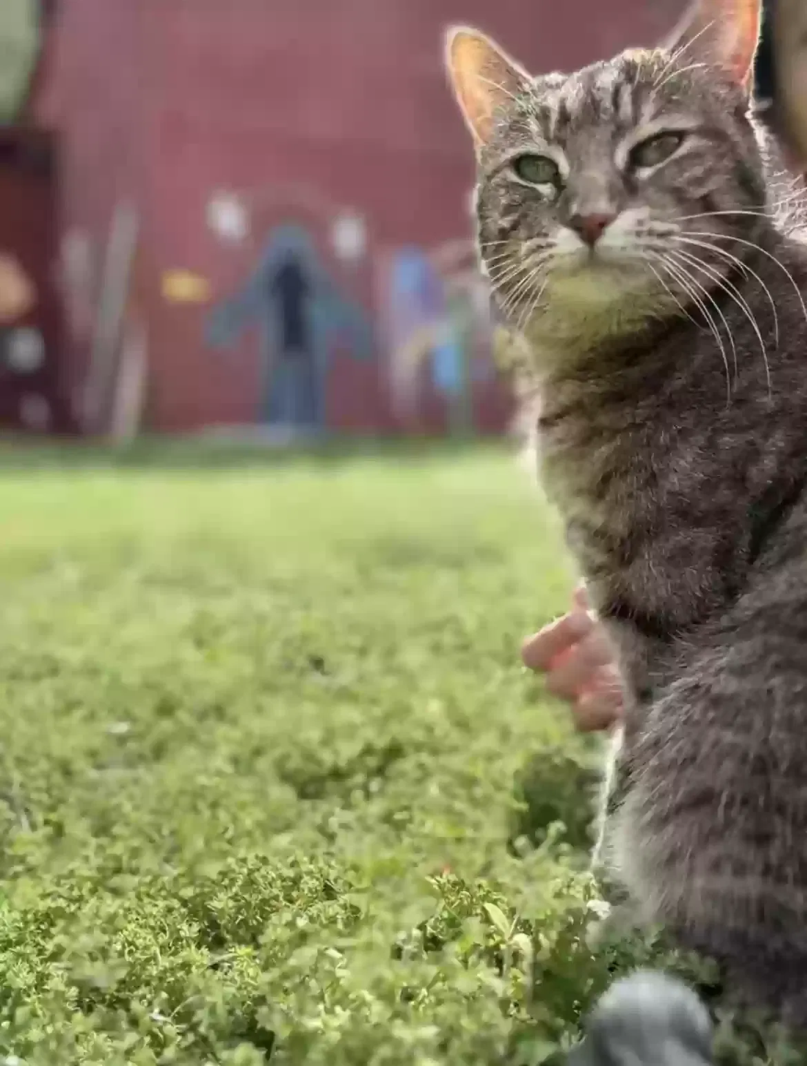 Lost cat in Durham, NC, 27703