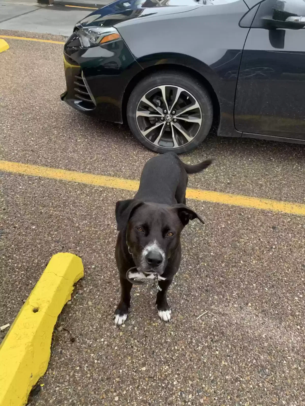 Lost dog in Corpus Christi, TX, 78409
