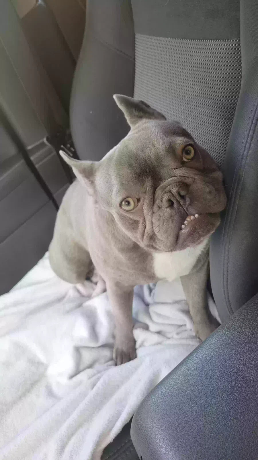 Lost dog in Lafayette, LA, 70501