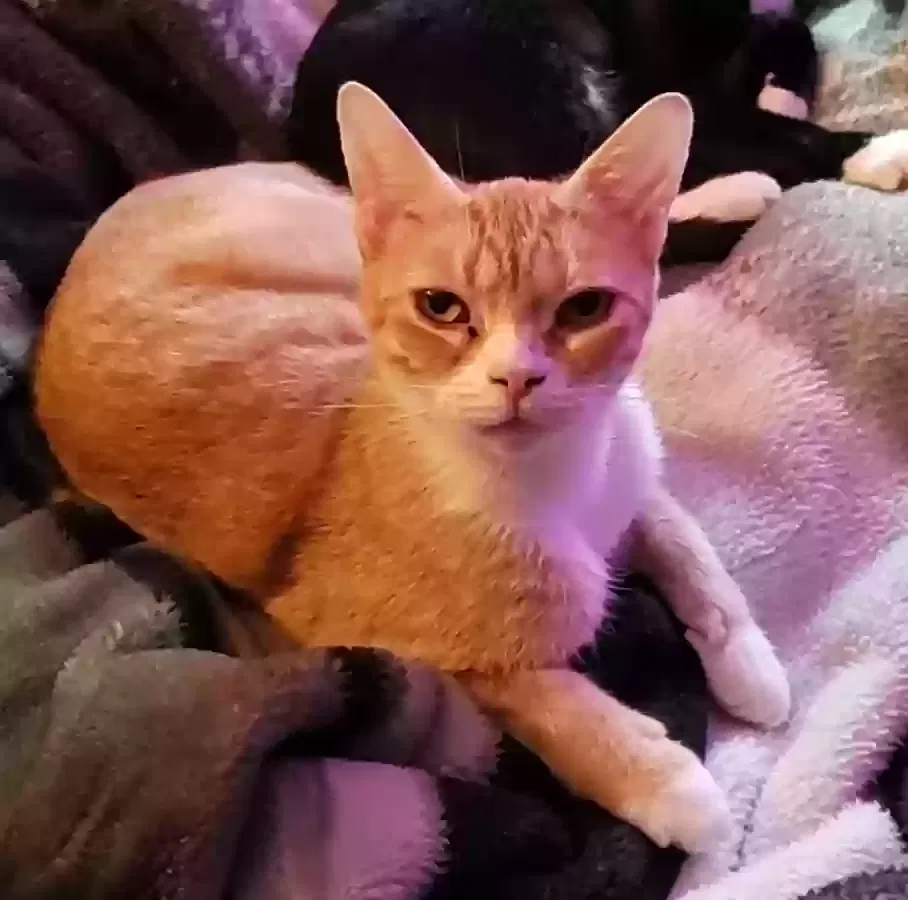 Lost cat in Saginaw, MI, 48603