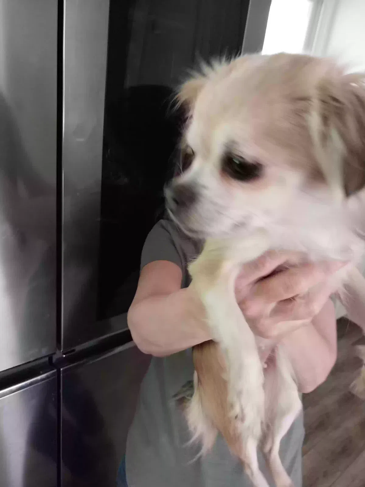 Found dog in Peoria, IL, 61614