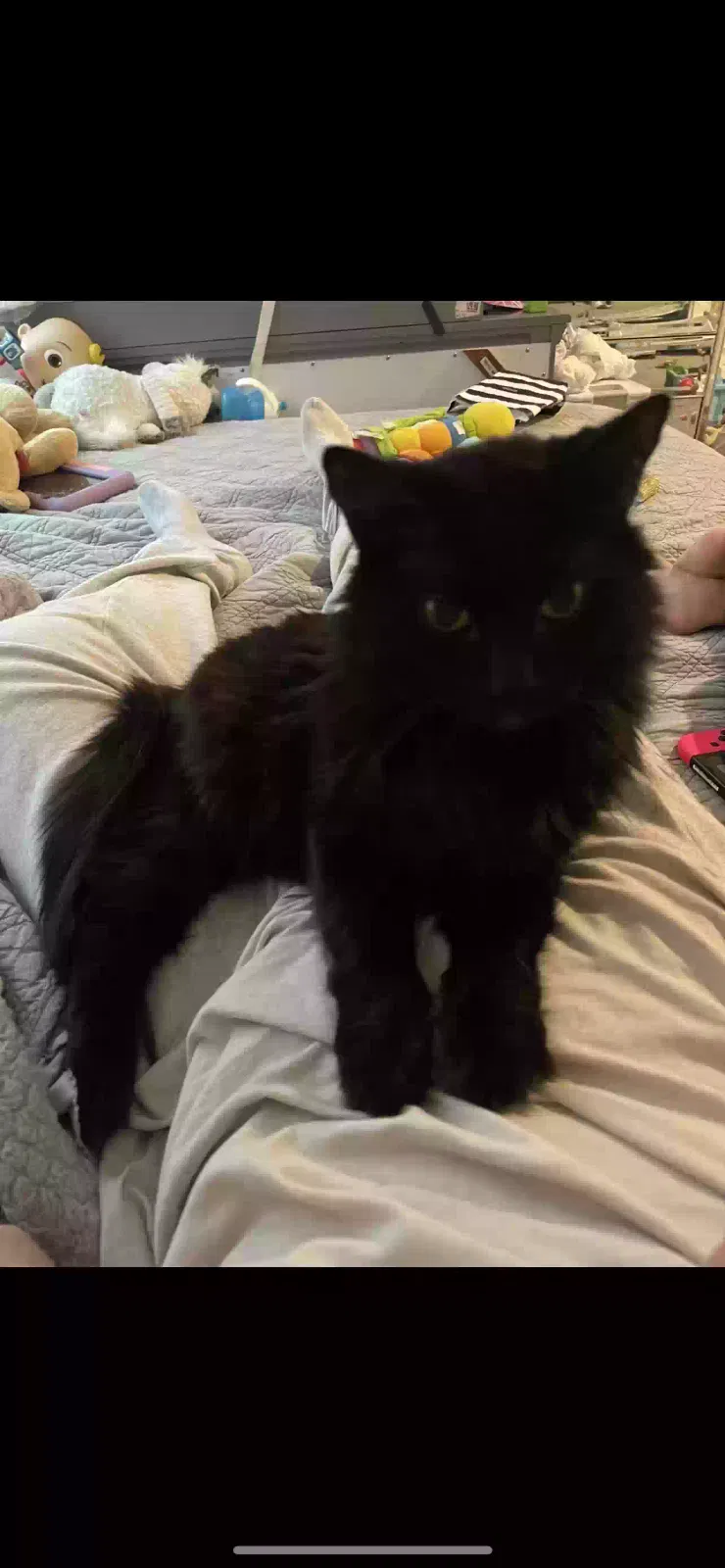 Lost cat in Brea, CA, 92821