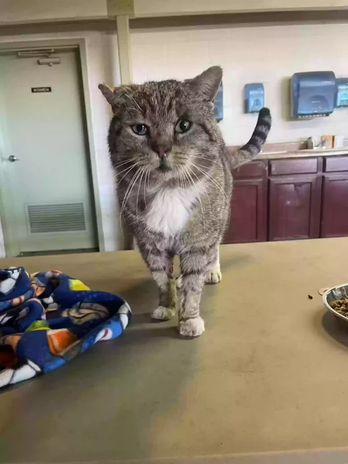 Lost cat in Reedley, CA, 93654