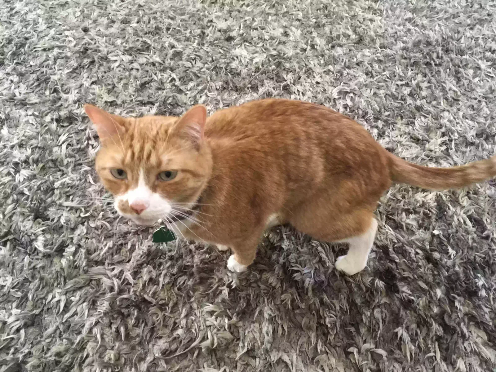Found cat in Albuquerque, NM, 87122