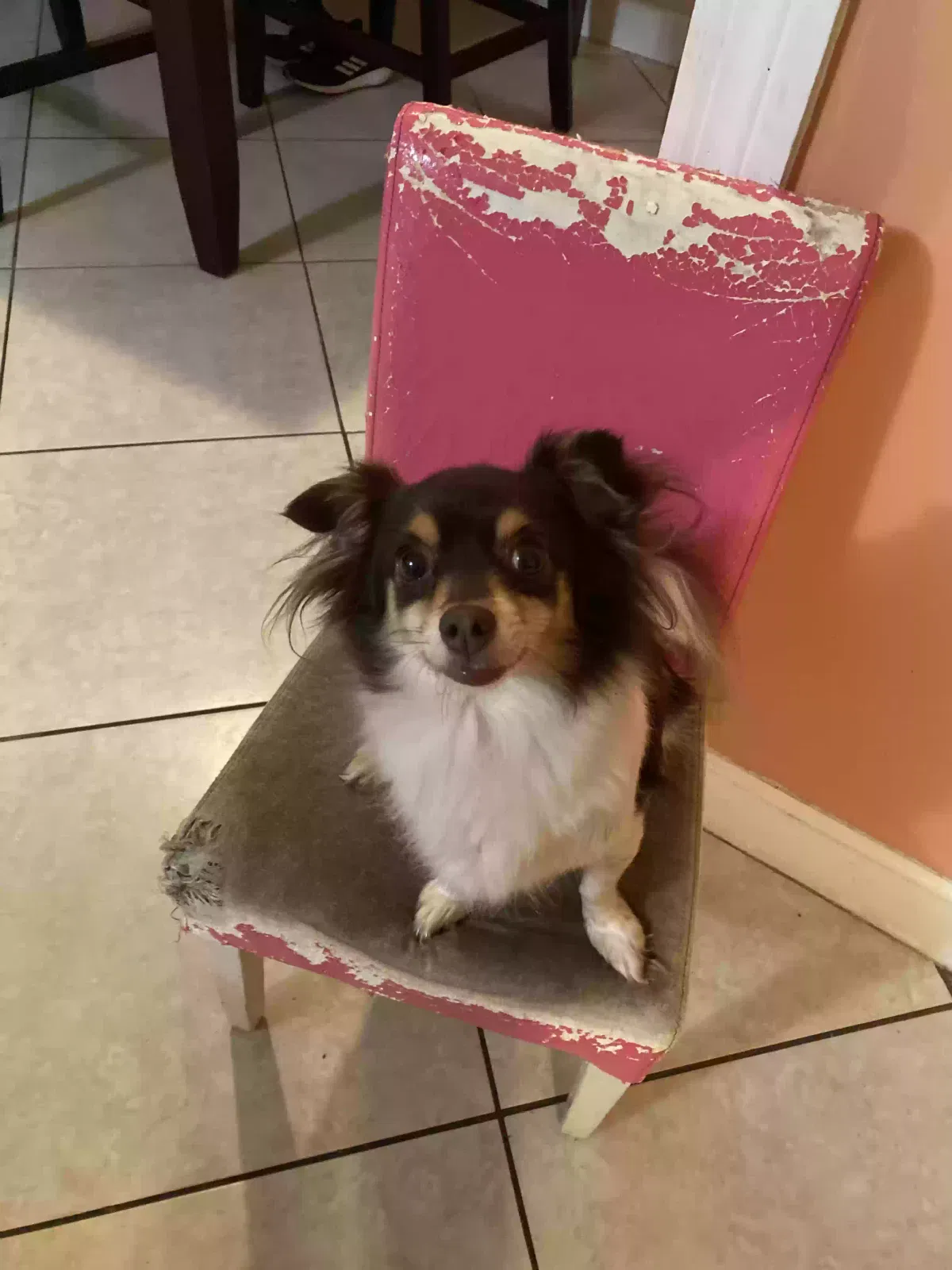 Lost cat in Port Saint Lucie, FL, 34953