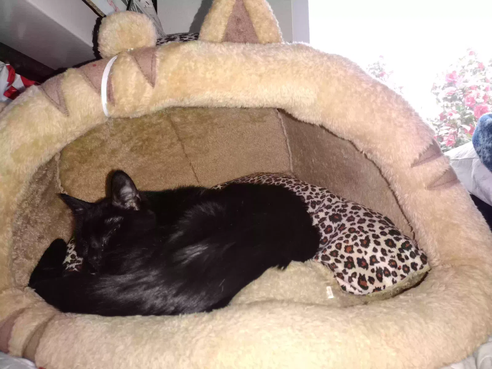 Lost cat in Portland, OR, 97217