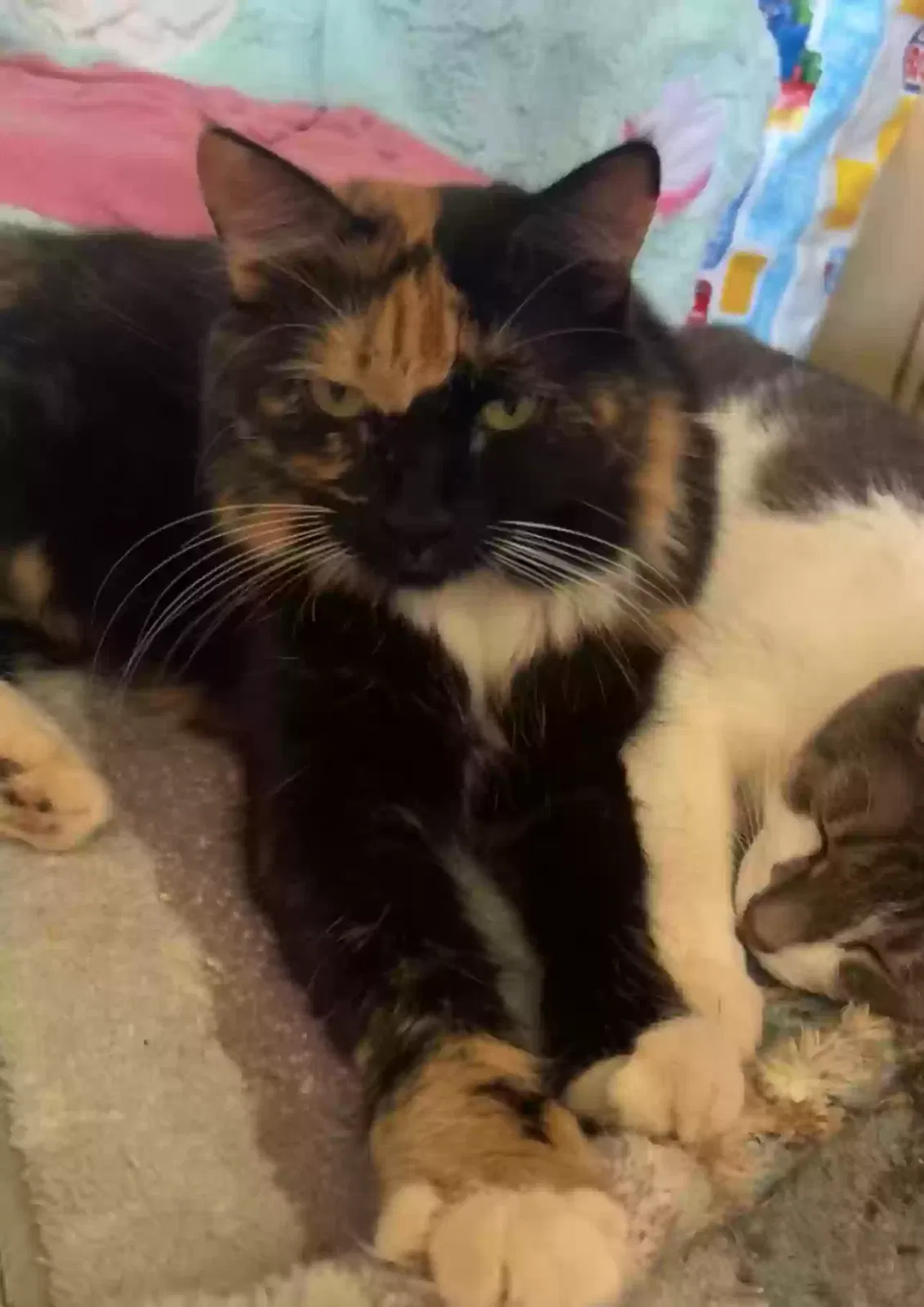 Lost cat in Phoenix, AZ, 85027