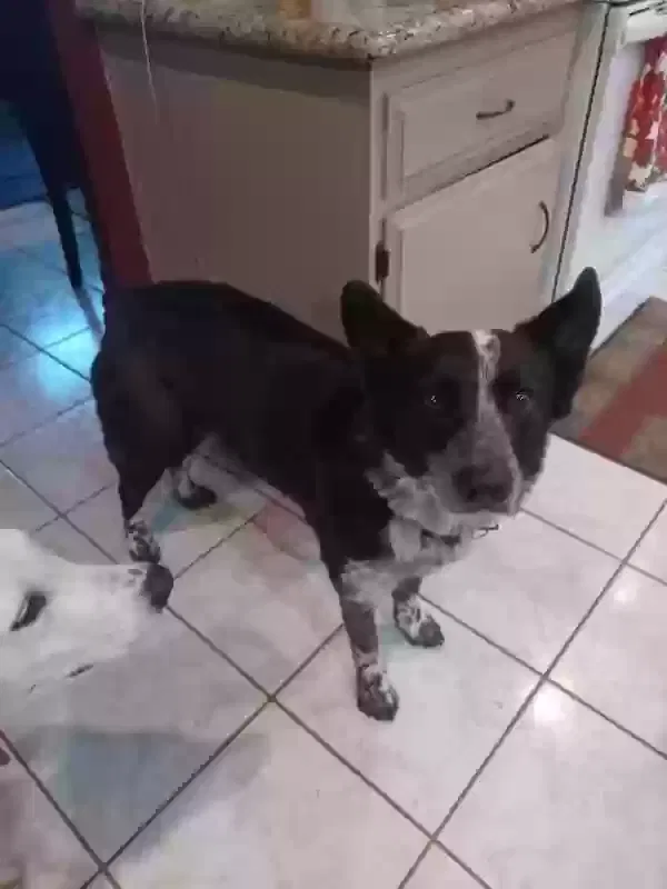 Lost dog in Stockton, CA, 95209