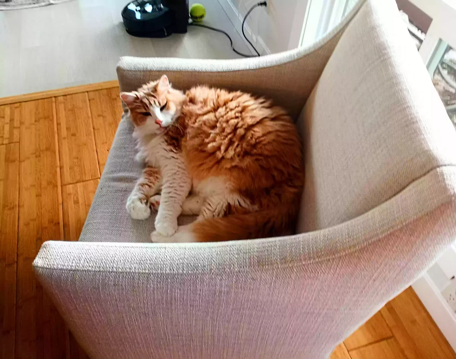 Lost cat in Sammamish, WA, 98075