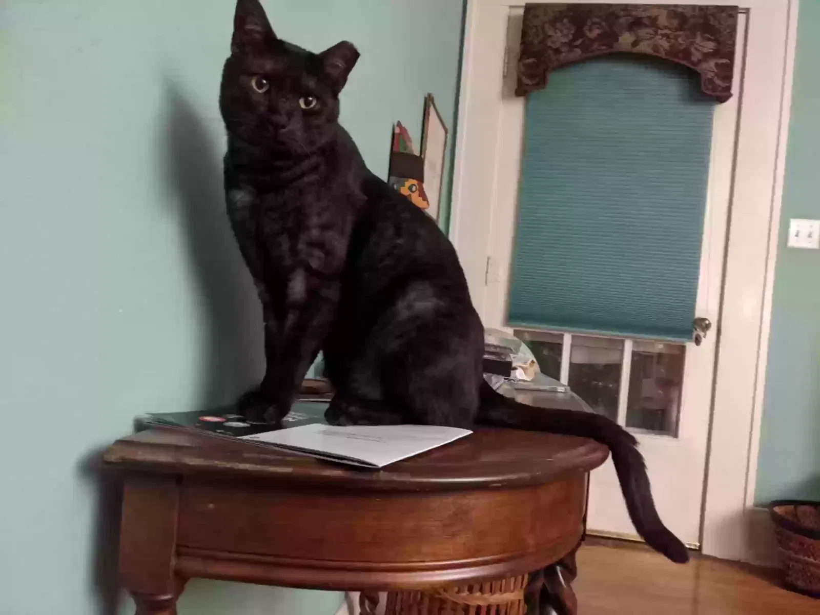 Lost cat in Fort Worth, TX, 76109